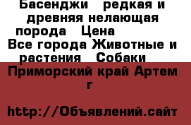 Басенджи - редкая и древняя нелающая порода › Цена ­ 50 000 - Все города Животные и растения » Собаки   . Приморский край,Артем г.